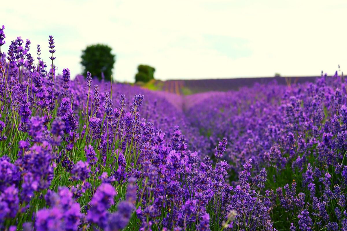 CBD Infused Anti-Aging Night Cream- Lavender